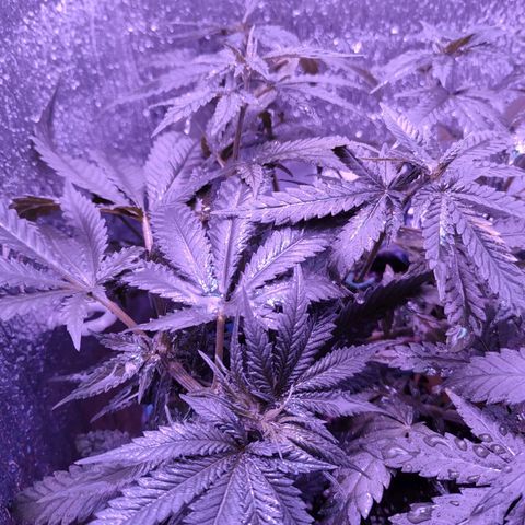 L.S.D. growlog timeline photo