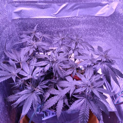 L.S.D. growlog timeline photo