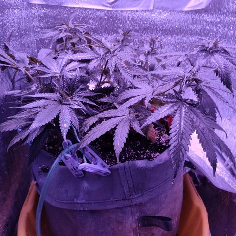 L.S.D. growlog timeline photo