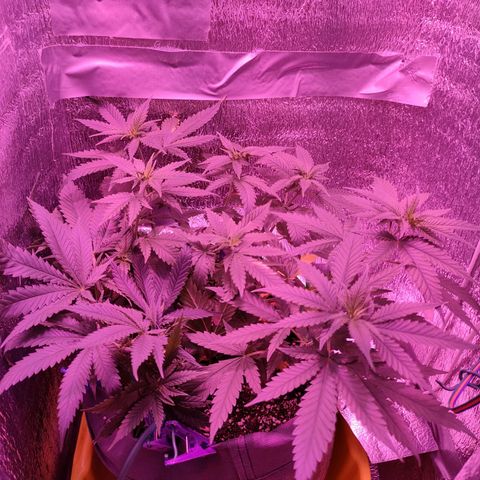 L.S.D. growlog timeline photo