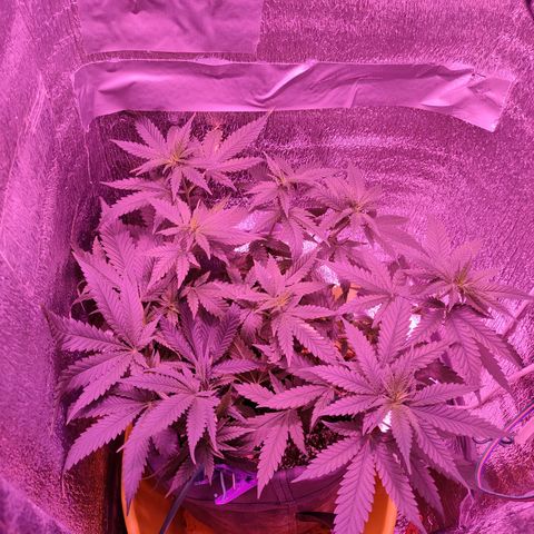 L.S.D. growlog timeline photo