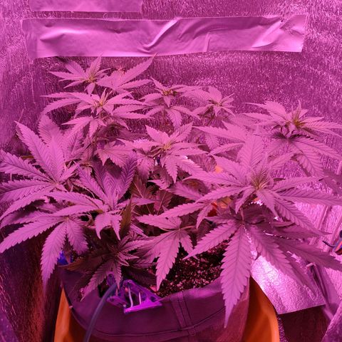 L.S.D. growlog timeline photo