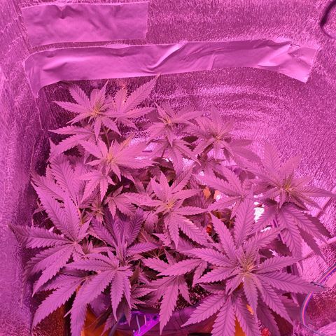 L.S.D. growlog timeline photo