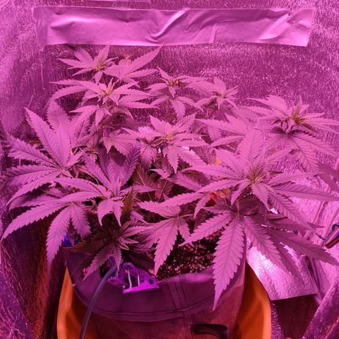 L.S.D. growlog timeline photo