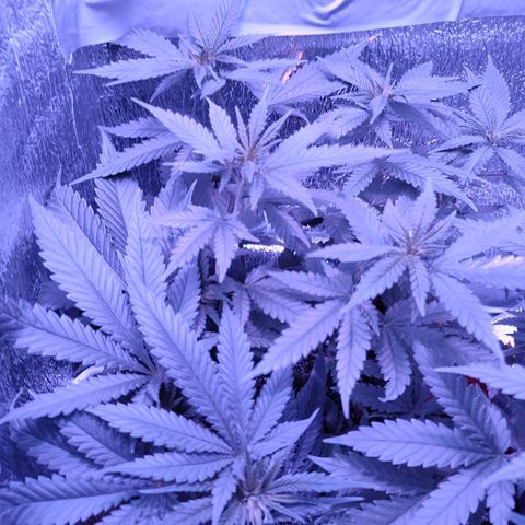 L.S.D. growlog timeline photo