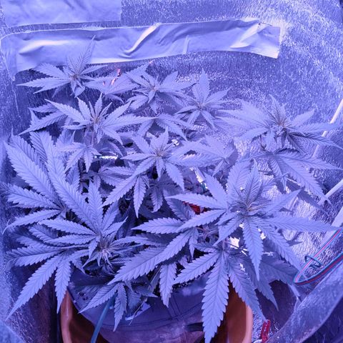 L.S.D. growlog timeline photo