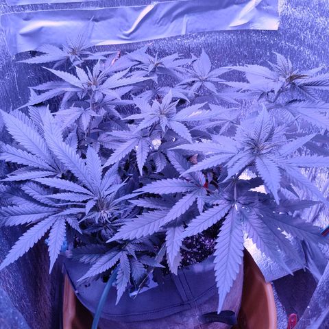L.S.D. growlog timeline photo