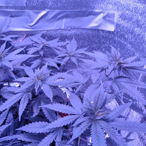 L.S.D. growlog timeline photo