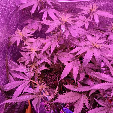 L.S.D. growlog timeline photo