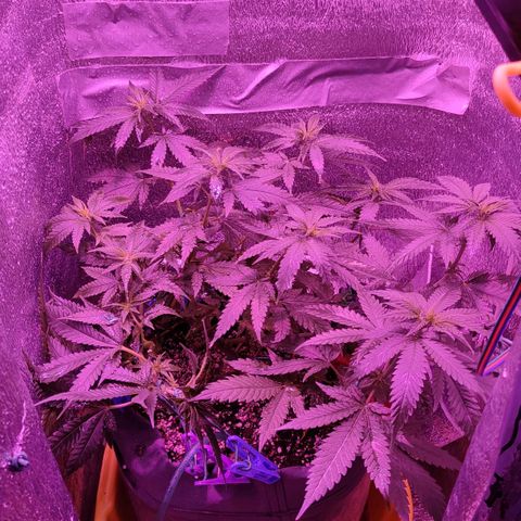 L.S.D. growlog timeline photo