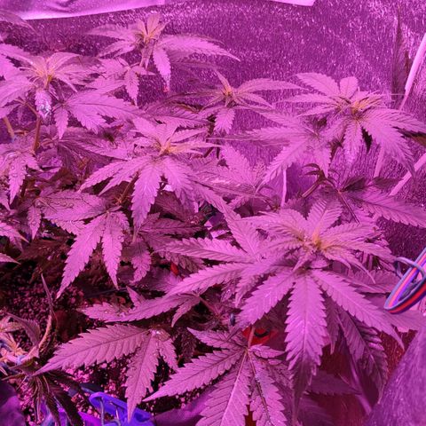 L.S.D. growlog timeline photo