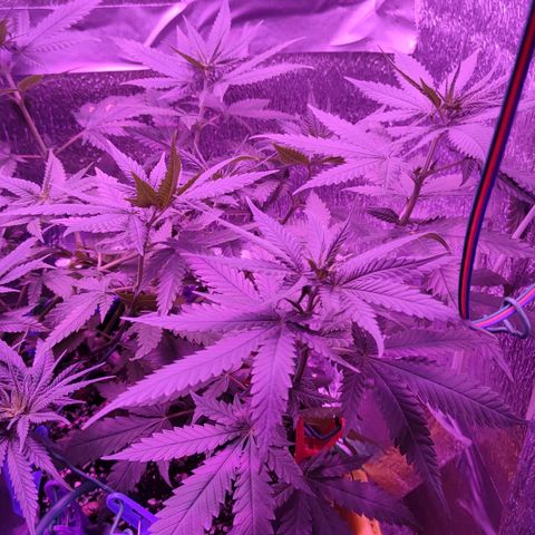 L.S.D. growlog timeline photo