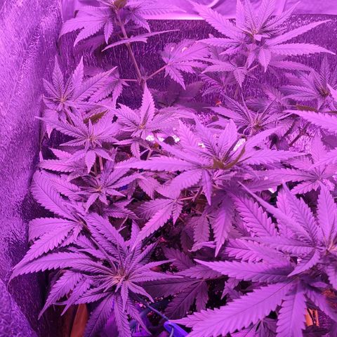 L.S.D. growlog timeline photo