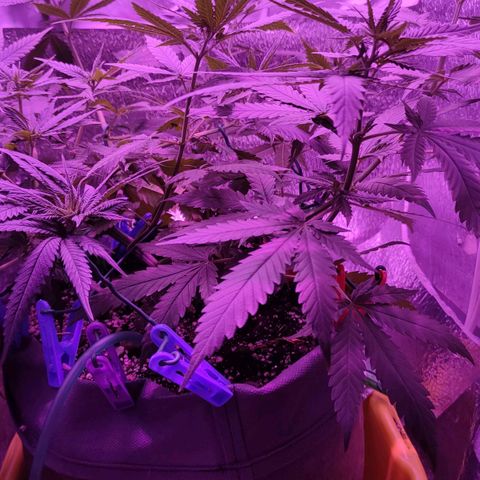 L.S.D. growlog timeline photo