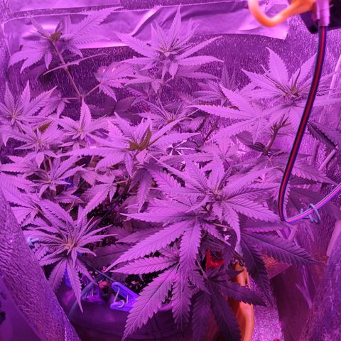 L.S.D. growlog timeline photo