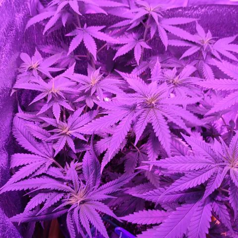 L.S.D. growlog timeline photo
