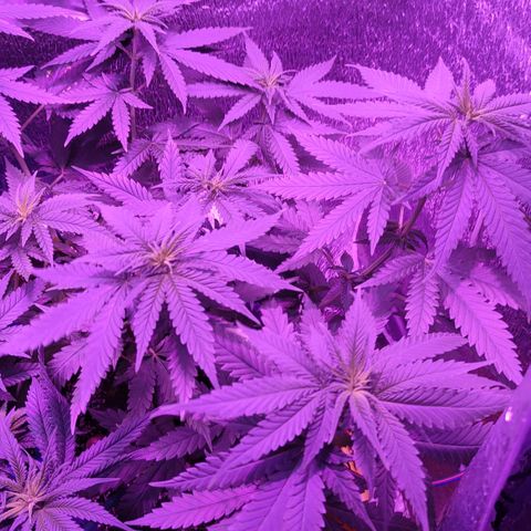 L.S.D. growlog timeline photo