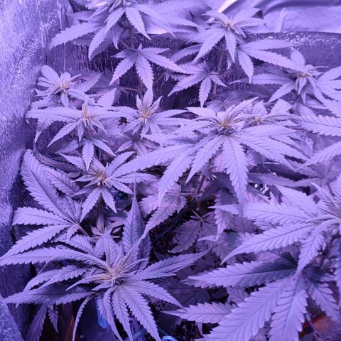 L.S.D. growlog timeline photo
