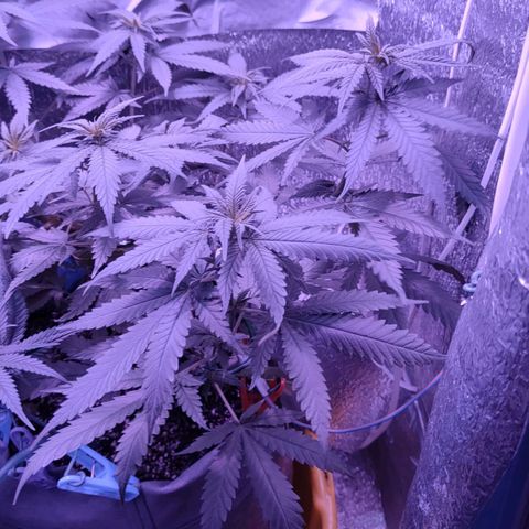 L.S.D. growlog timeline photo