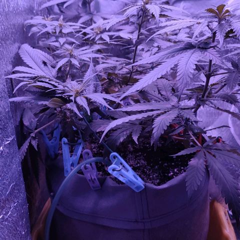 L.S.D. growlog timeline photo