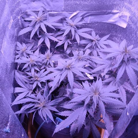 L.S.D. growlog timeline photo
