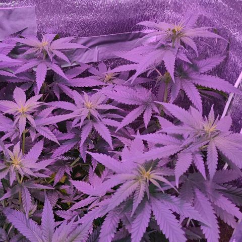L.S.D. growlog timeline photo