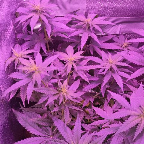 L.S.D. growlog timeline photo