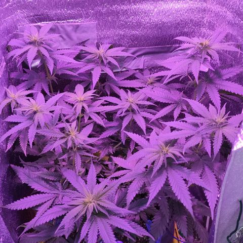 L.S.D. growlog timeline photo