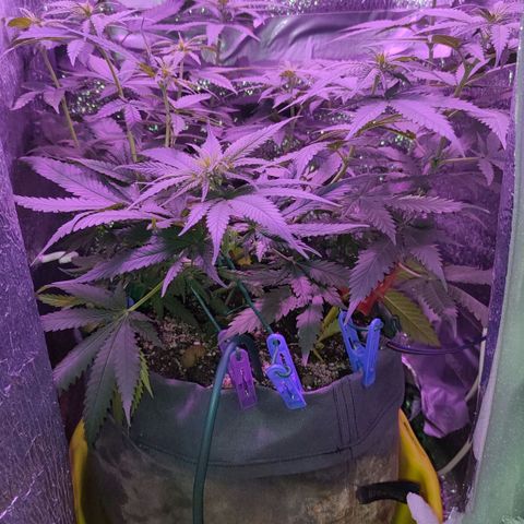 L.S.D. growlog timeline photo