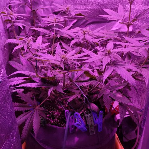 L.S.D. growlog timeline photo