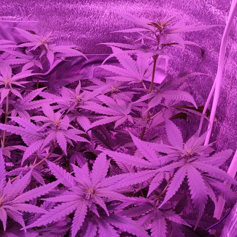 L.S.D. growlog timeline photo