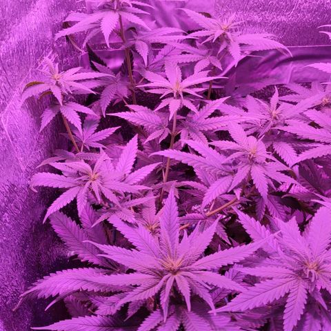 L.S.D. growlog timeline photo