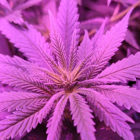 L.S.D. growlog timeline photo