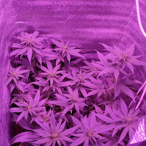 L.S.D. growlog timeline photo