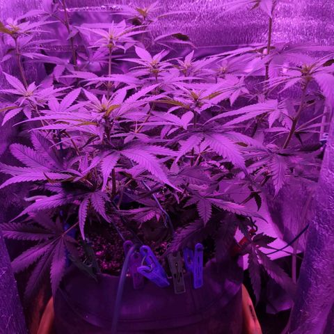 L.S.D. growlog timeline photo