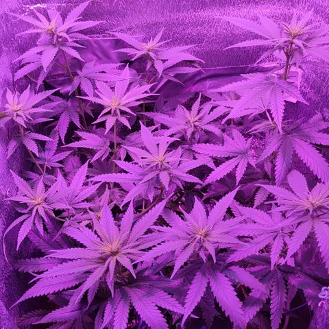 L.S.D. growlog timeline photo
