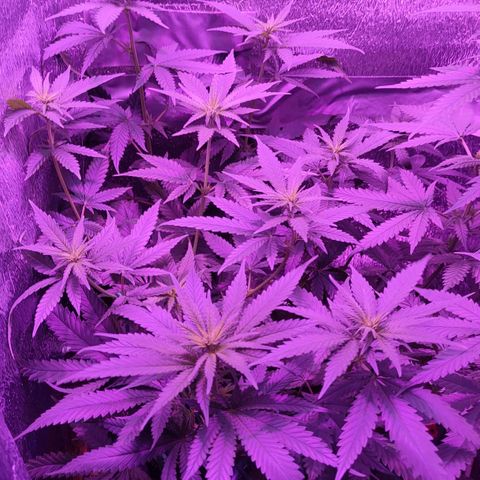 L.S.D. growlog timeline photo