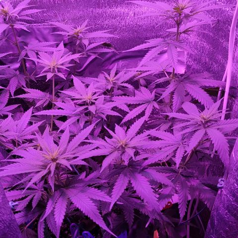 L.S.D. growlog timeline photo