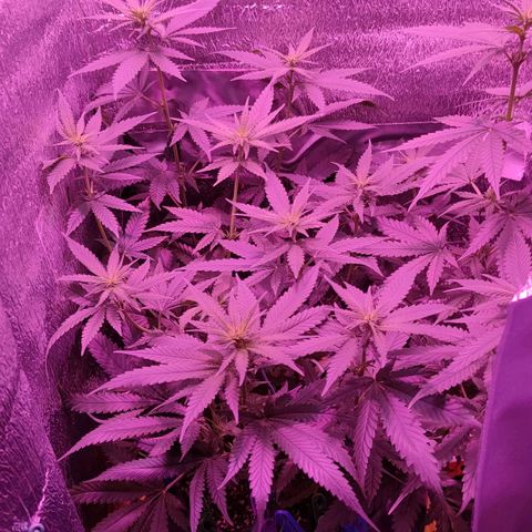 L.S.D. growlog timeline photo