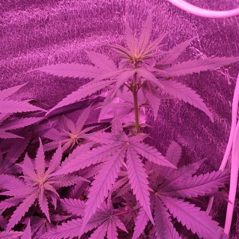 L.S.D. growlog timeline photo
