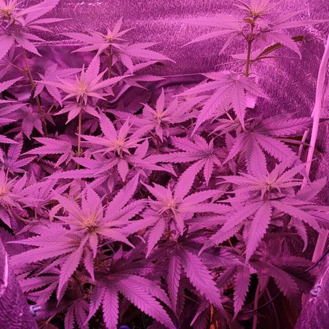 L.S.D. growlog timeline photo