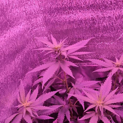 L.S.D. growlog timeline photo