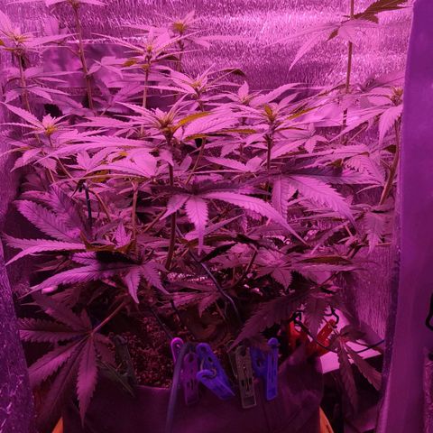 L.S.D. growlog timeline photo