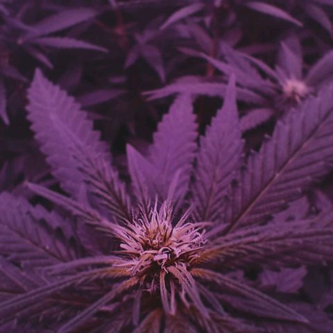 L.S.D. growlog timeline photo