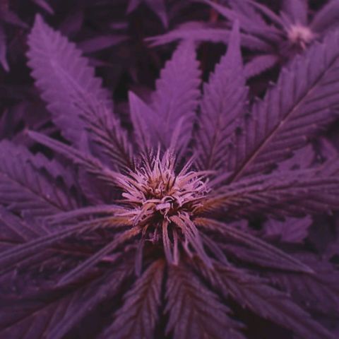 L.S.D. growlog timeline photo
