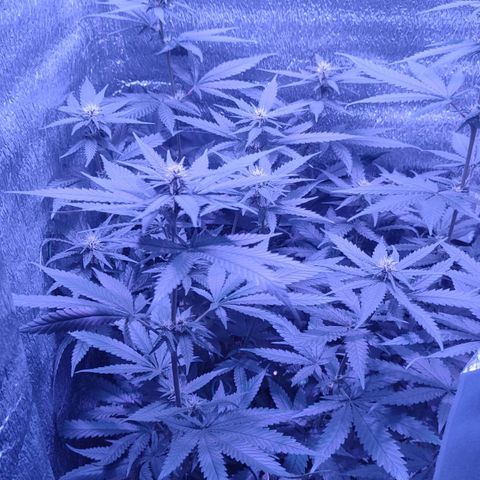 L.S.D. growlog timeline photo