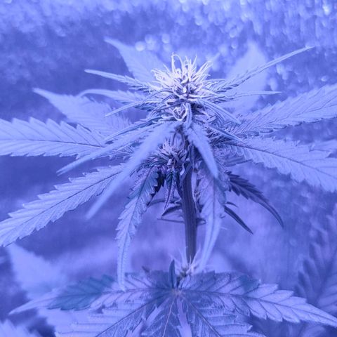 L.S.D. growlog timeline photo