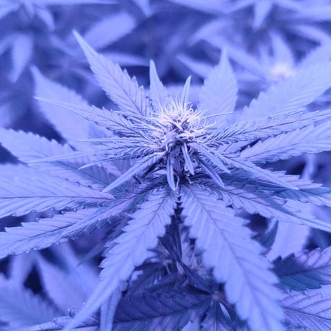 L.S.D. growlog timeline photo