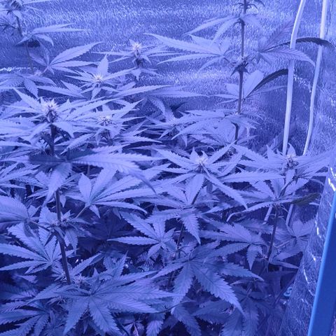 L.S.D. growlog timeline photo