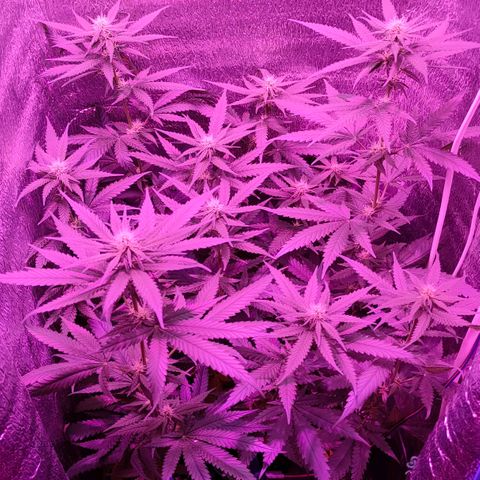 L.S.D. growlog timeline photo